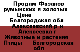 Продам Фазанов(румынских и золотых) › Цена ­ 1500-2500 - Белгородская обл., Алексеевский р-н, Алексеевка г. Животные и растения » Птицы   . Белгородская обл.